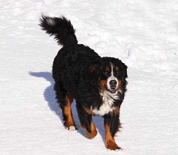 Schneeschuhtour Mit Hund