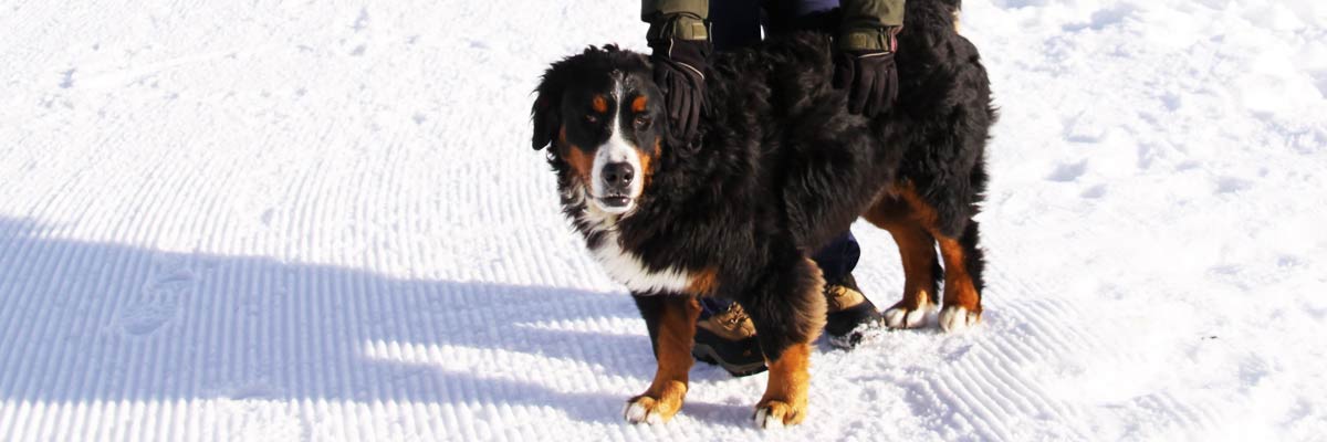 Schneeschuhwandern mit Hund unter kontrollierter Anleitung und ausgesuchten Routen weit weg von jeglichen Wild