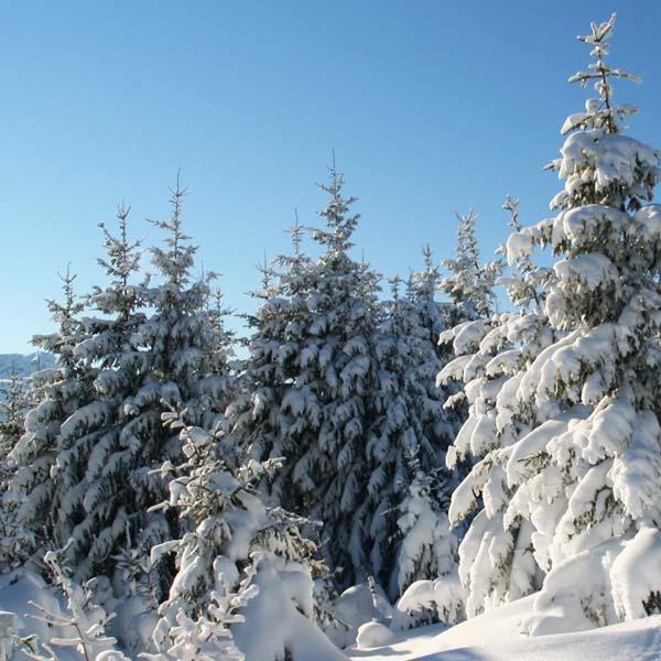 SCHNEESCHUHWANDERUNG UND HOCHSEILGARTEN